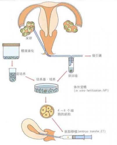 铜陵妇科医院46岁女性做借卵做试管婴儿的成功率是多少？