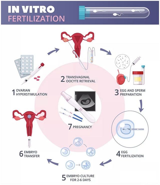 微刺激冻胚移植方案全流程解析,单促排药用量就大不一样