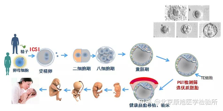 取卵后第二个月排卵期出血是什么原因